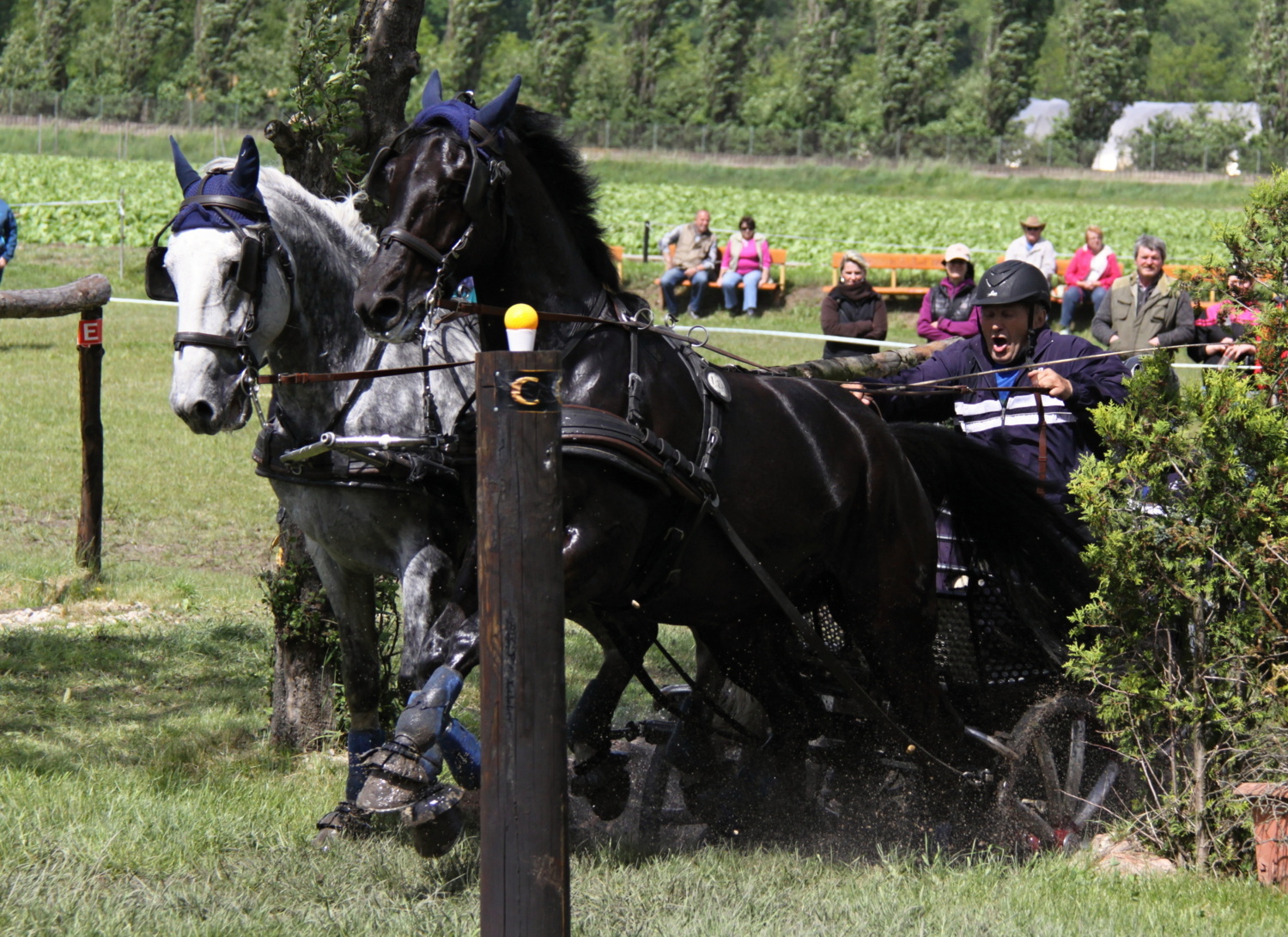 Dvojspřeží - KOHOUT JAROSLAV  Foto-Š.Bělohlavová