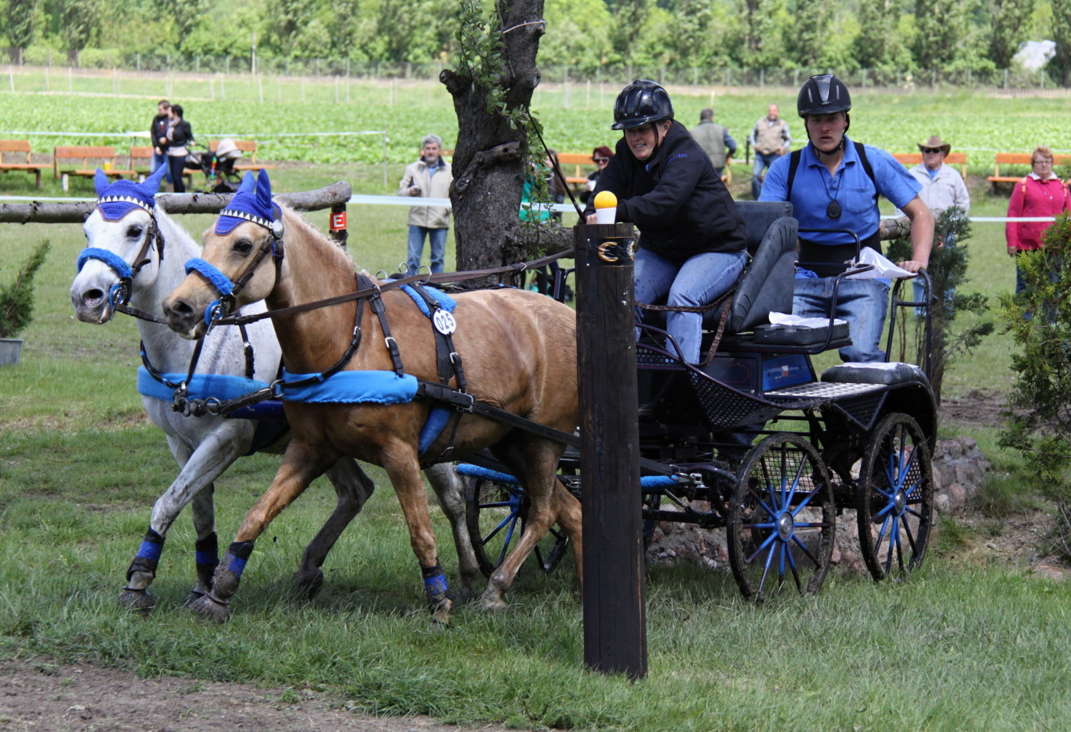 Dvojspřeží pony - POSPÍŠILOVÁ MONIKA   Foto-Š.Bělohlavová