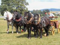 Ukázka soutěže chladnokrevných koní na Zlaté podkově 2015