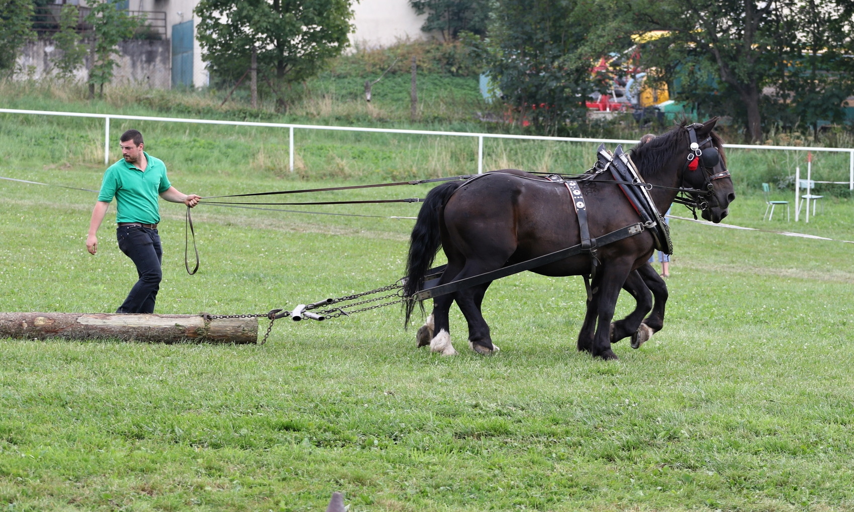 Chladnokrevní koně ZP 2017 (foto M. Kopecký)